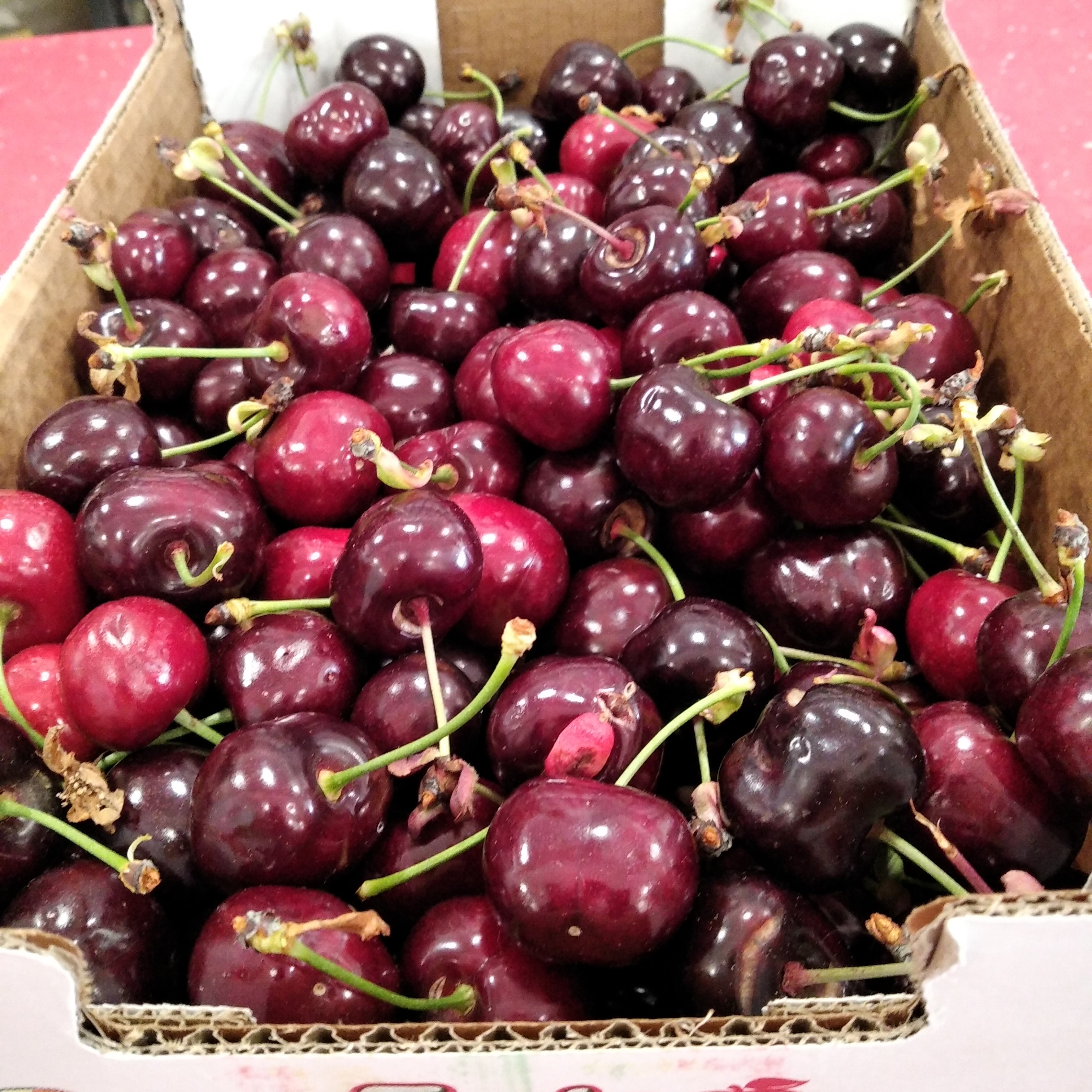 Cerejas Gardunha