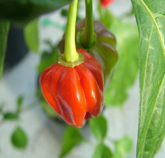 Pimento Africano