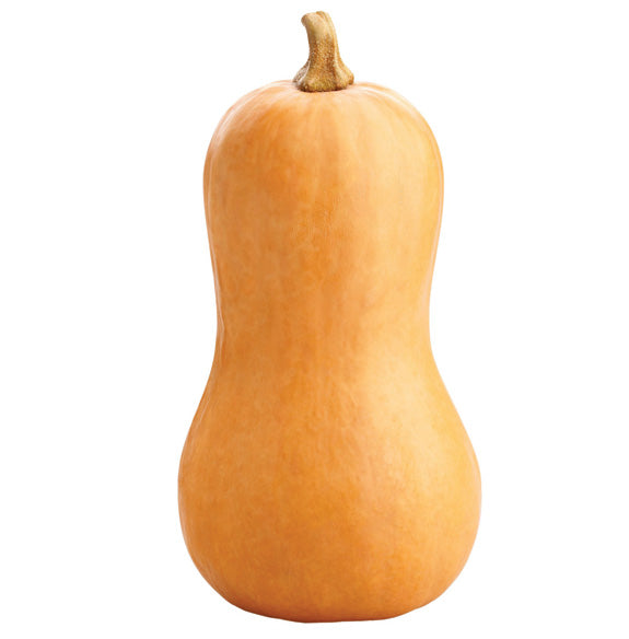 Abobora Butternut