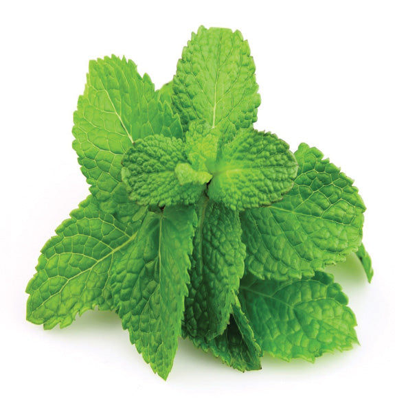 Ervas Aromaticas