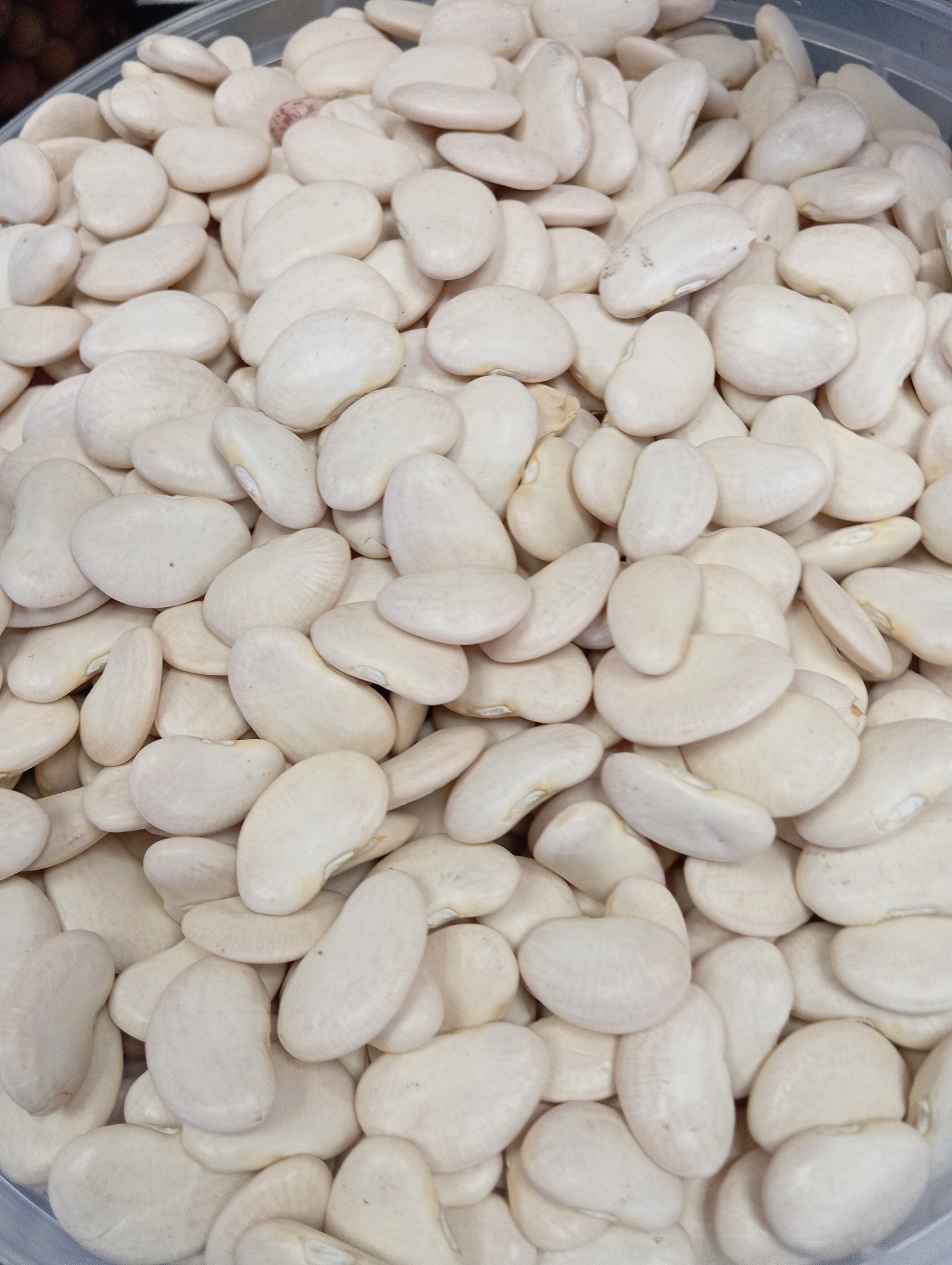 Feijão fava