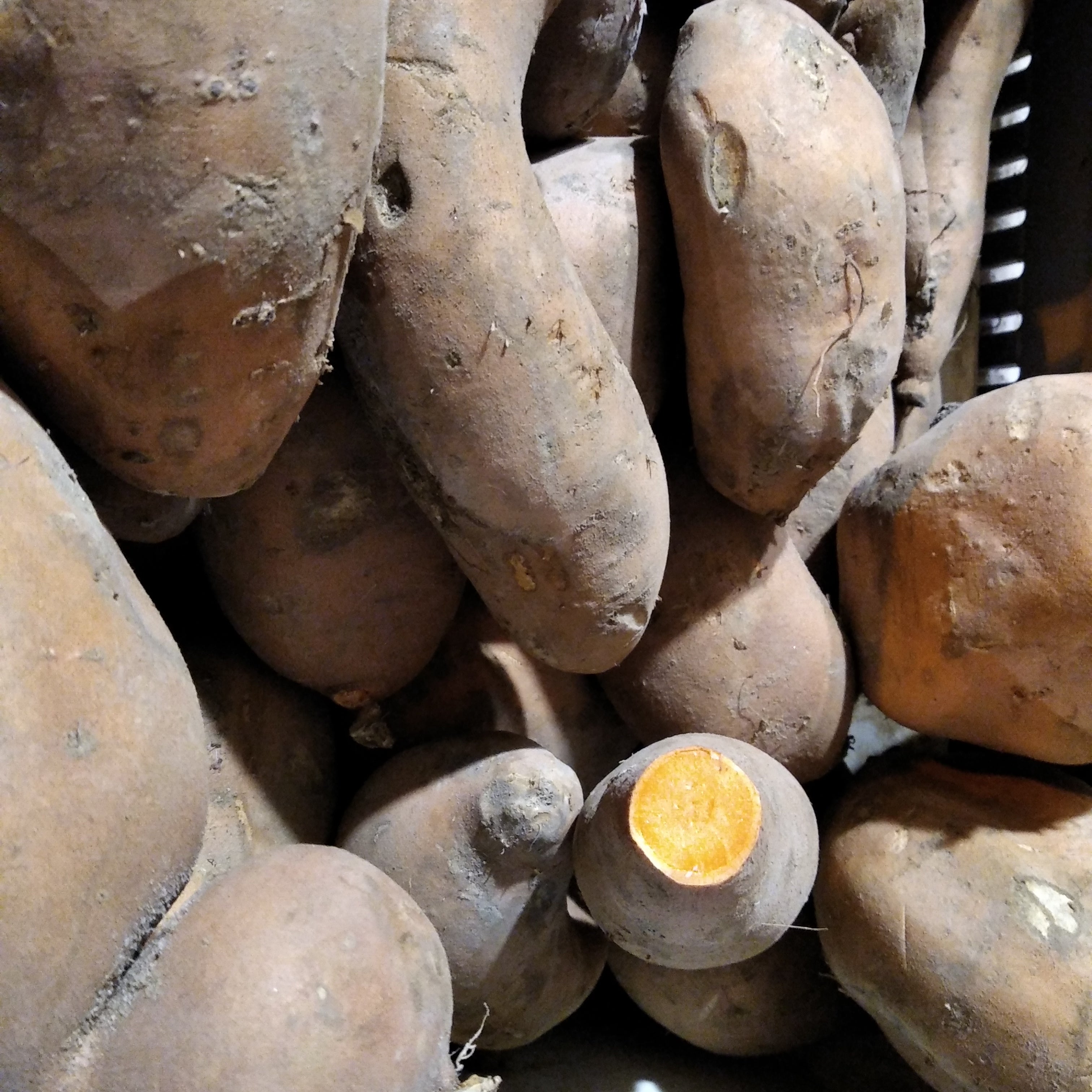 Batata doce laranja