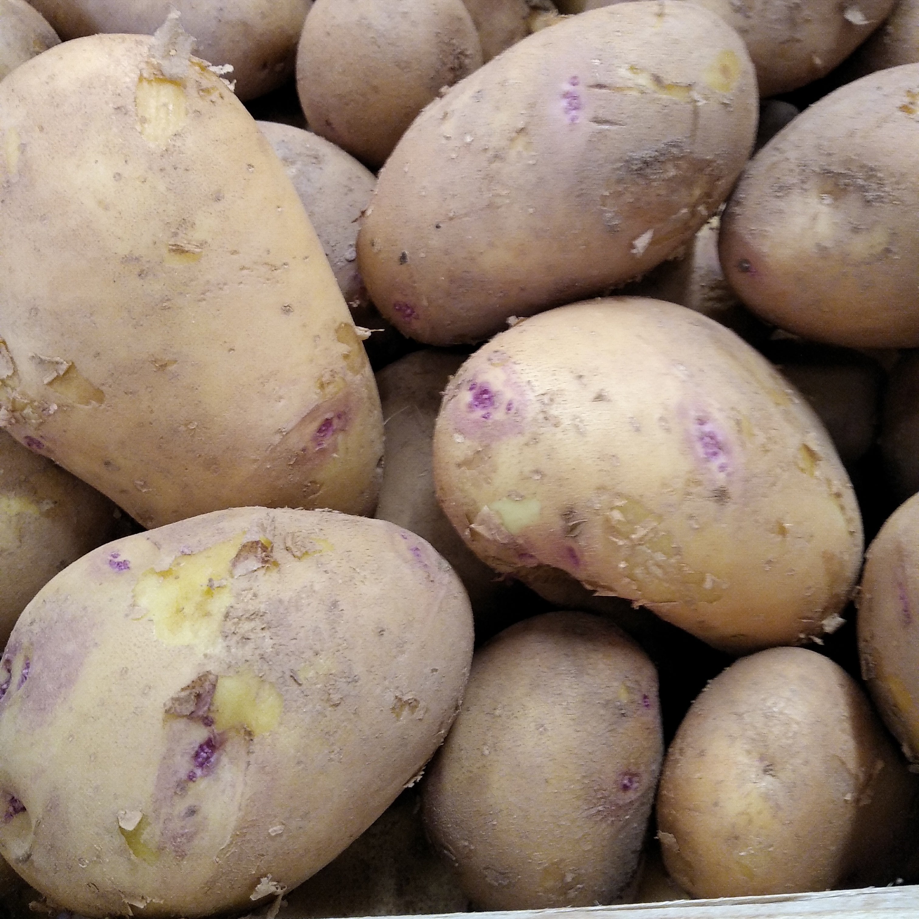 Batata nova olho perdiz